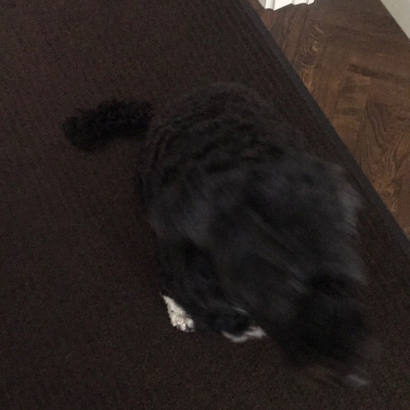 Meet your Posher, Talia - Picture 1 of 1